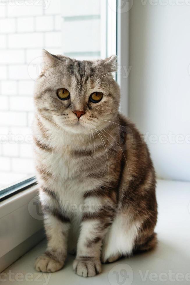 Beautiful fluffy gray tabby Scottish fold cat with yellow eyes is sitting near to the window. photo