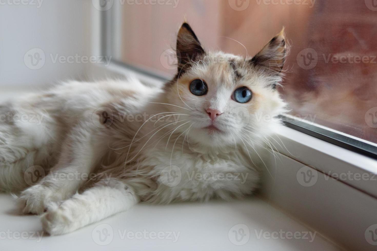 Beautiful tortoiseshell fluffy cat with blue eyes lying near to a window. photo