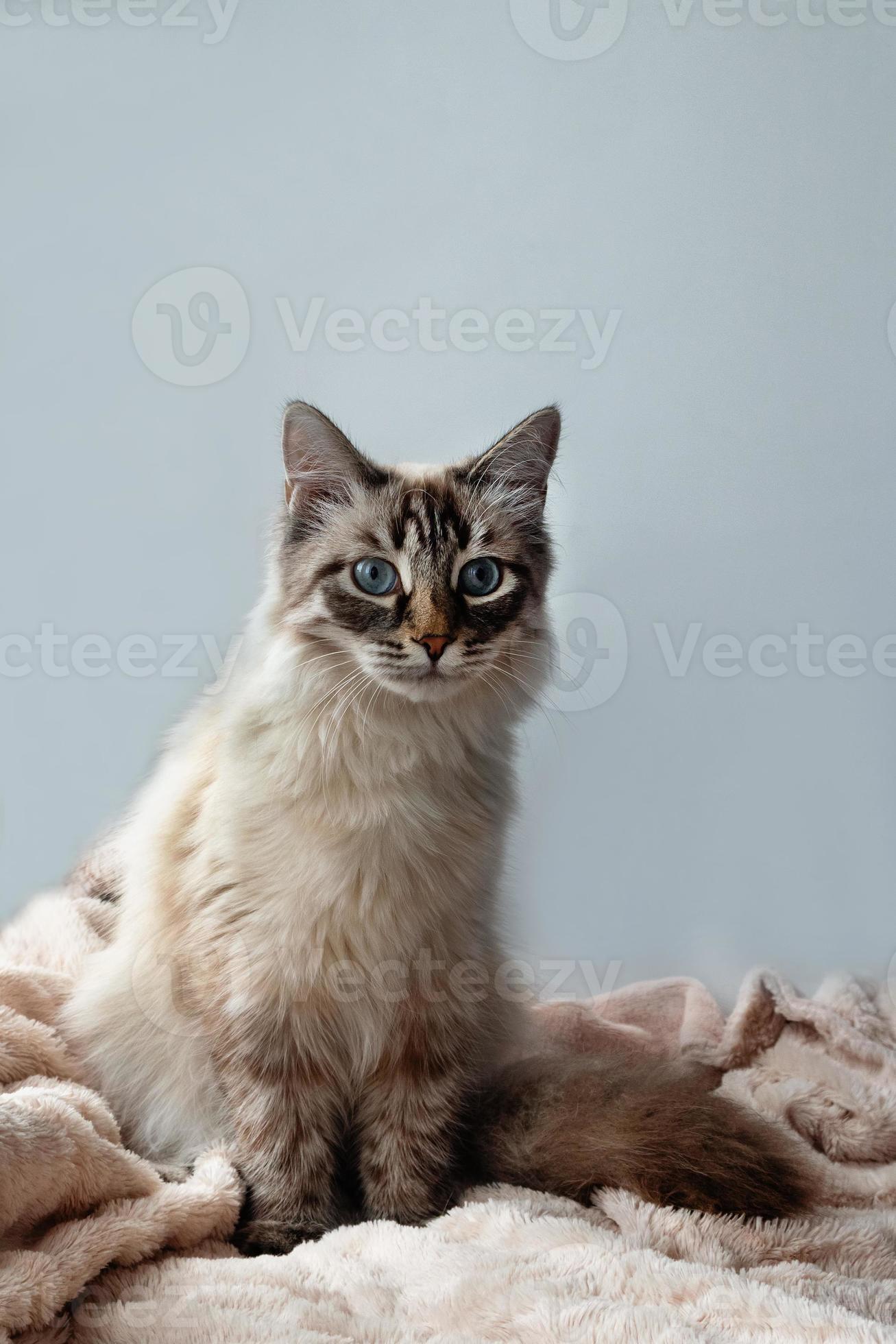 Blue lynx point cat sales