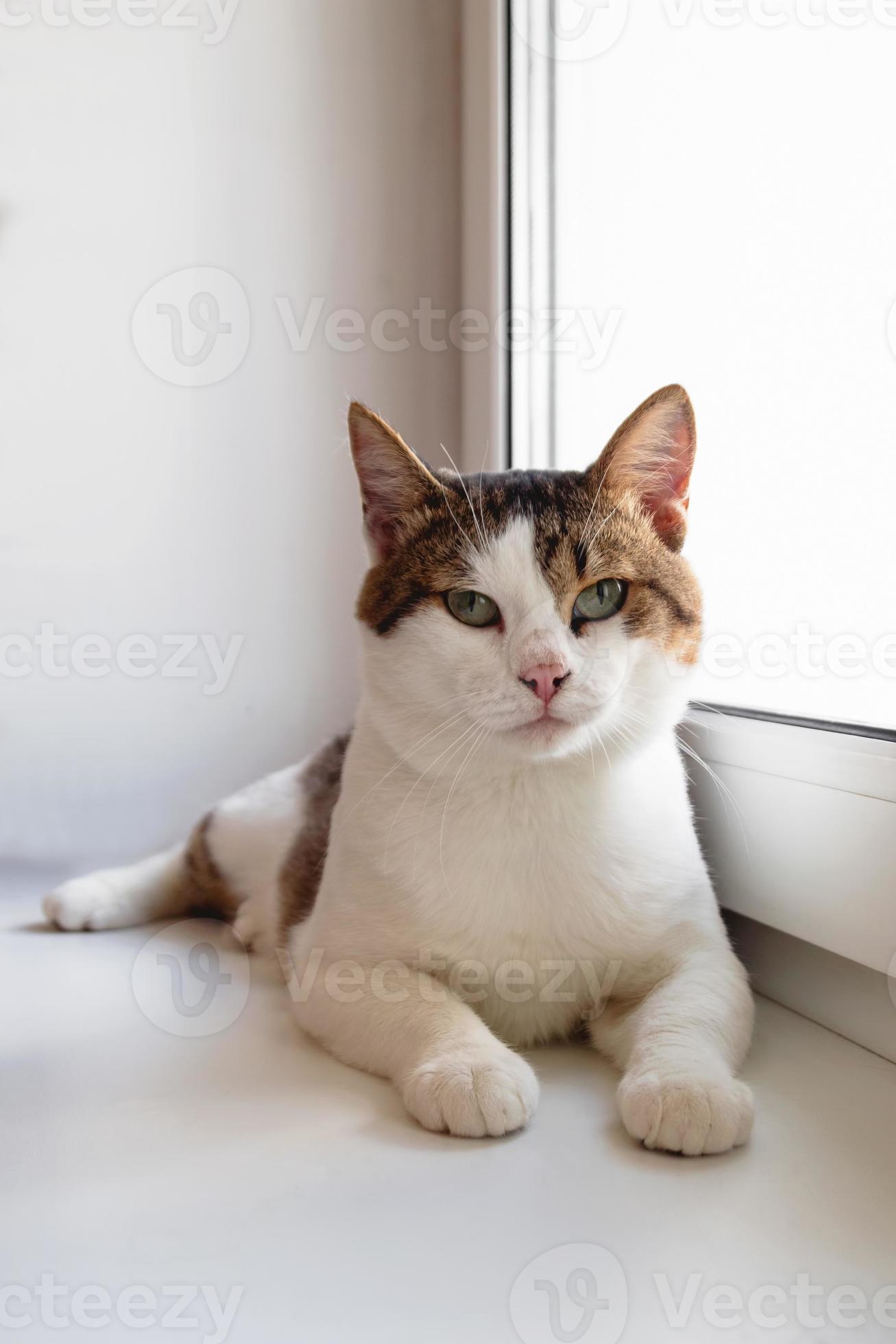 White tabby hotsell