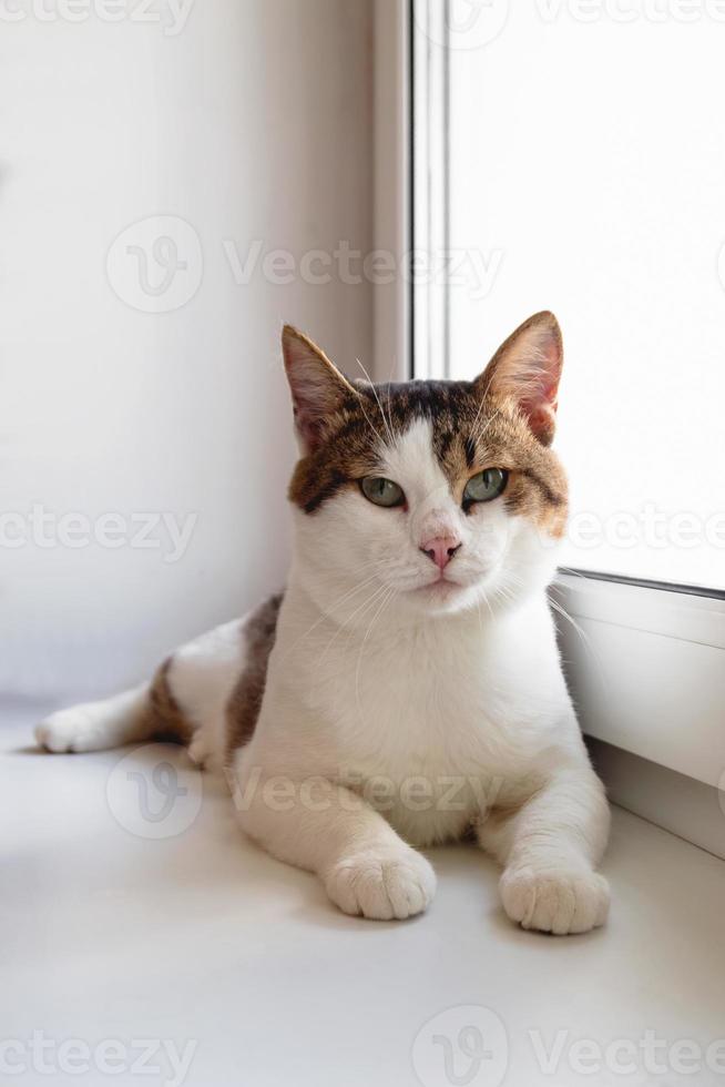 Adorable white tabby cat with green eyes is sitting near to the window and looking into the camera, front view. photo