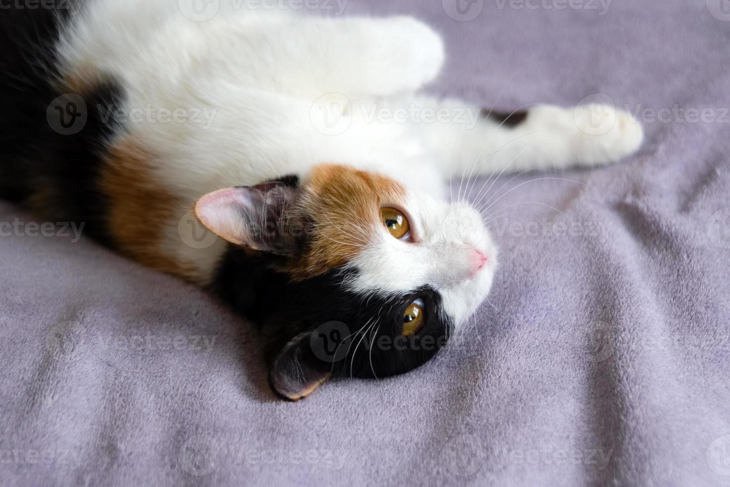 Cute tortoiseshell cat is resting on the purple blanket. photo