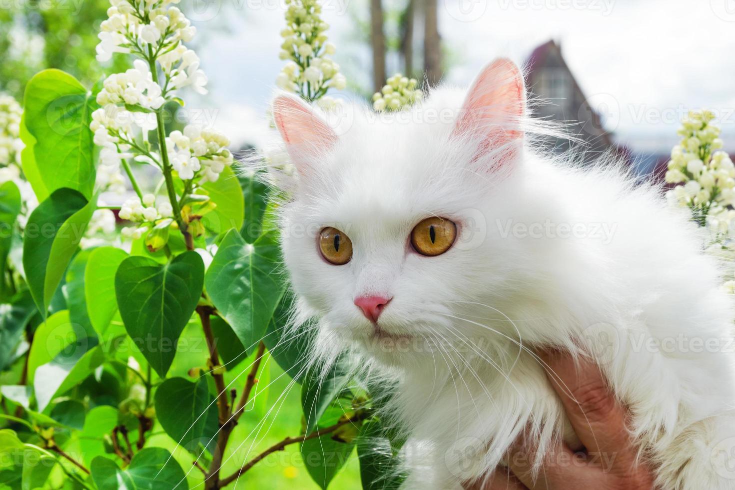 White fluffy cat in the hands of its owner near to blooming apple tree. photo