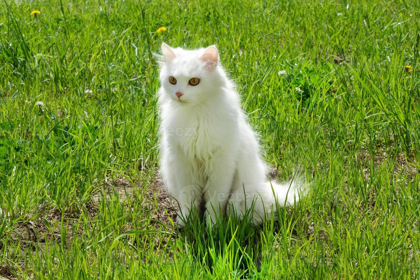 White fluffy cat is walking on a grass with dandelions on a sunny day. photo