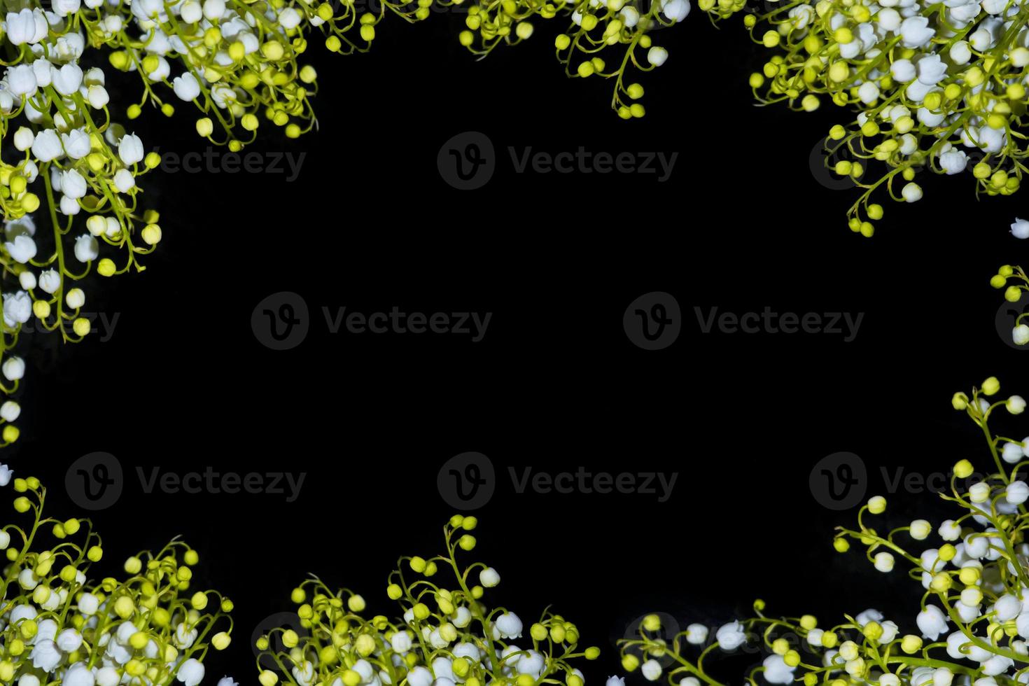 Lily of the valley flower on black background. 12824601 Stock Photo at