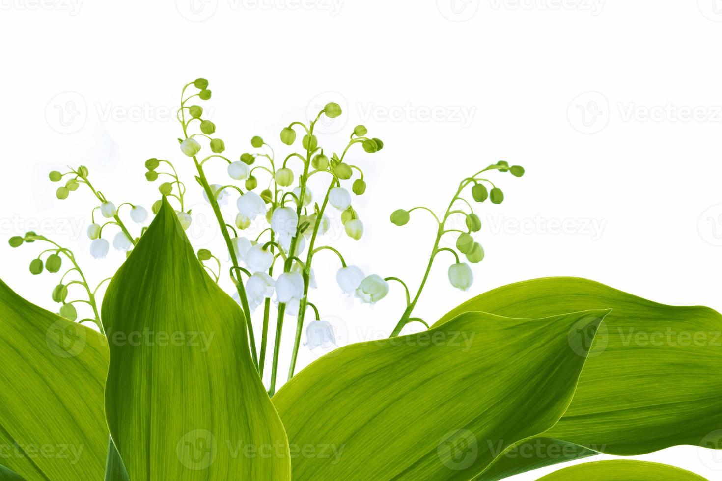 Lily of the valley flower on white background. photo