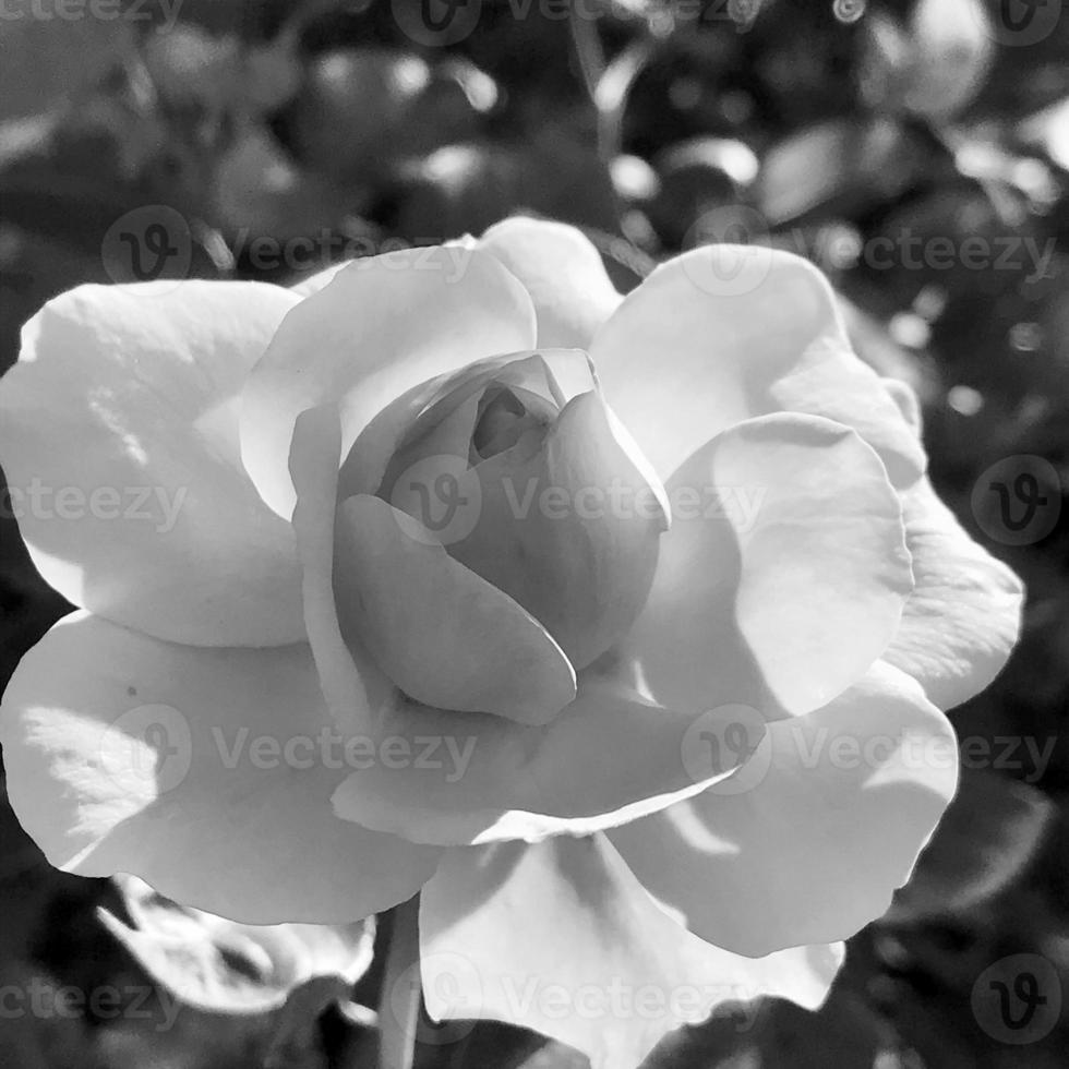 Bouquet wildflowers prickly rose blooming in garden photo