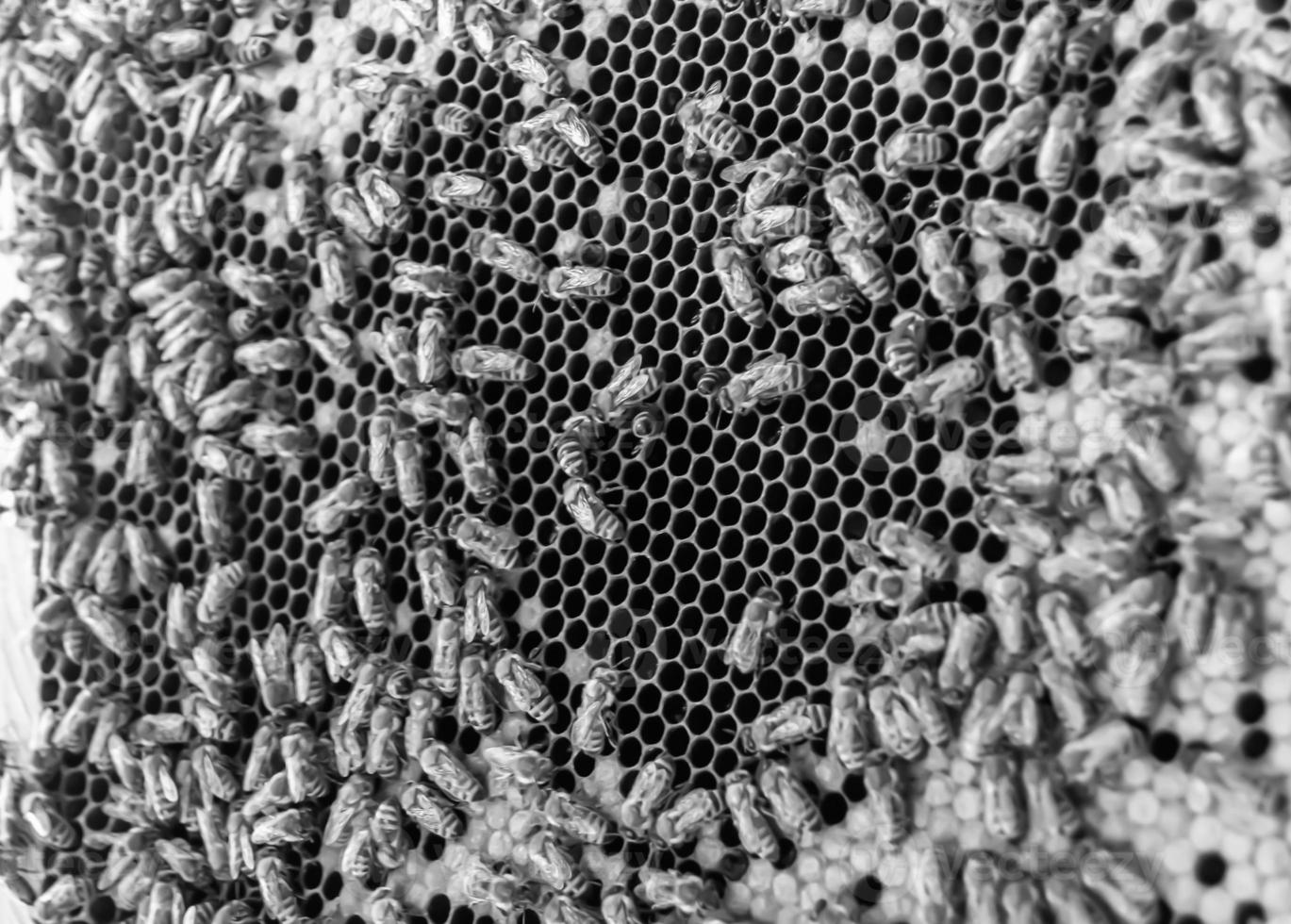 Honeycomb from bee hive filled with golden honey photo