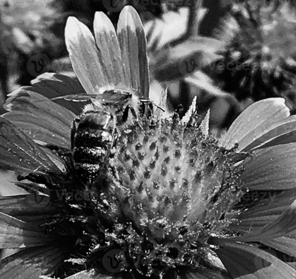 Winged bee slowly flies to the plant, collect nectar for honey photo
