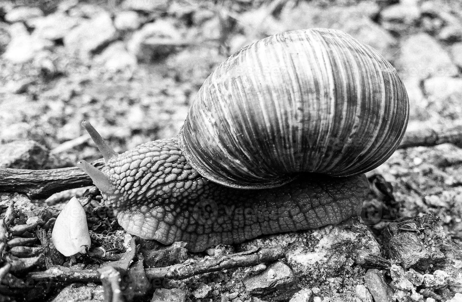 Big garden snail in shell crawling on wet road hurry home photo