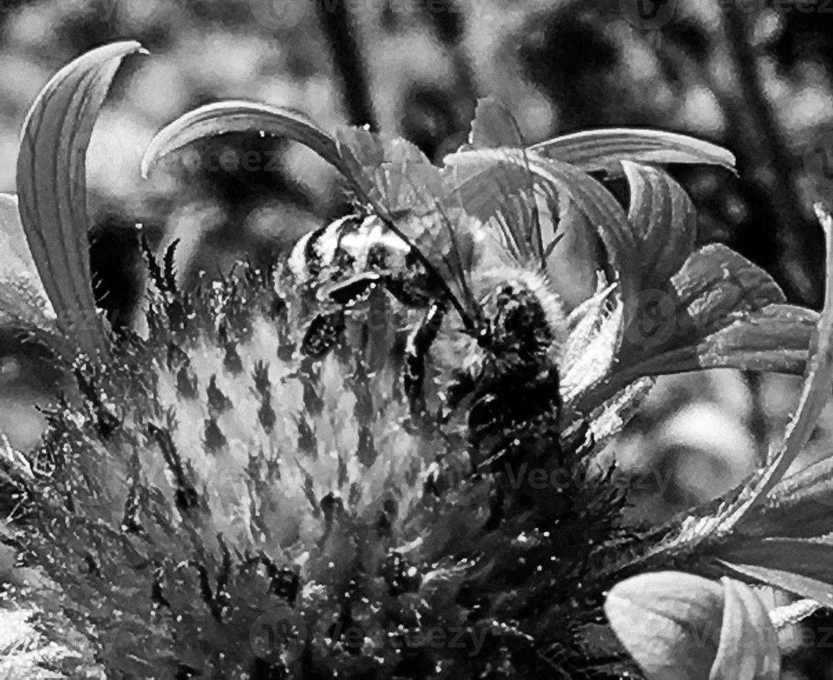 Winged bee slowly flies to the plant, collect nectar for honey photo