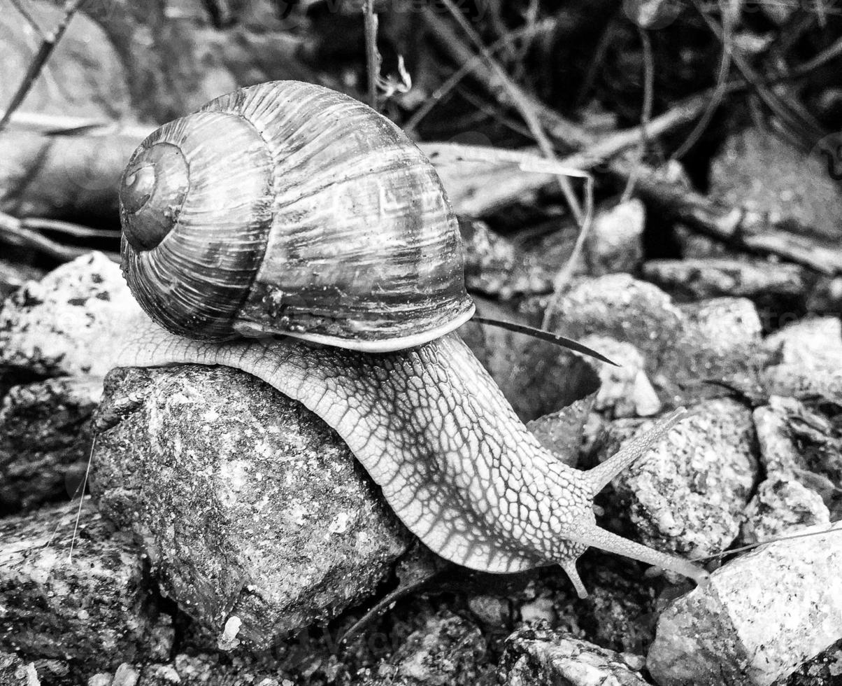 Big garden snail in shell crawling on wet road hurry home photo