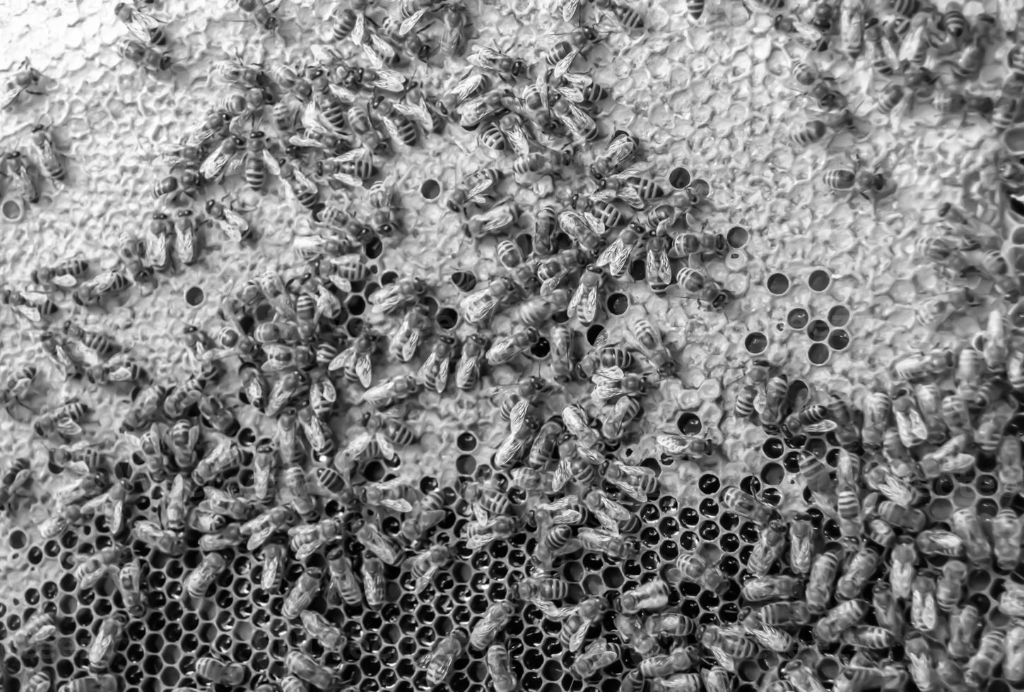 Honeycomb from bee hive filled with golden honey photo