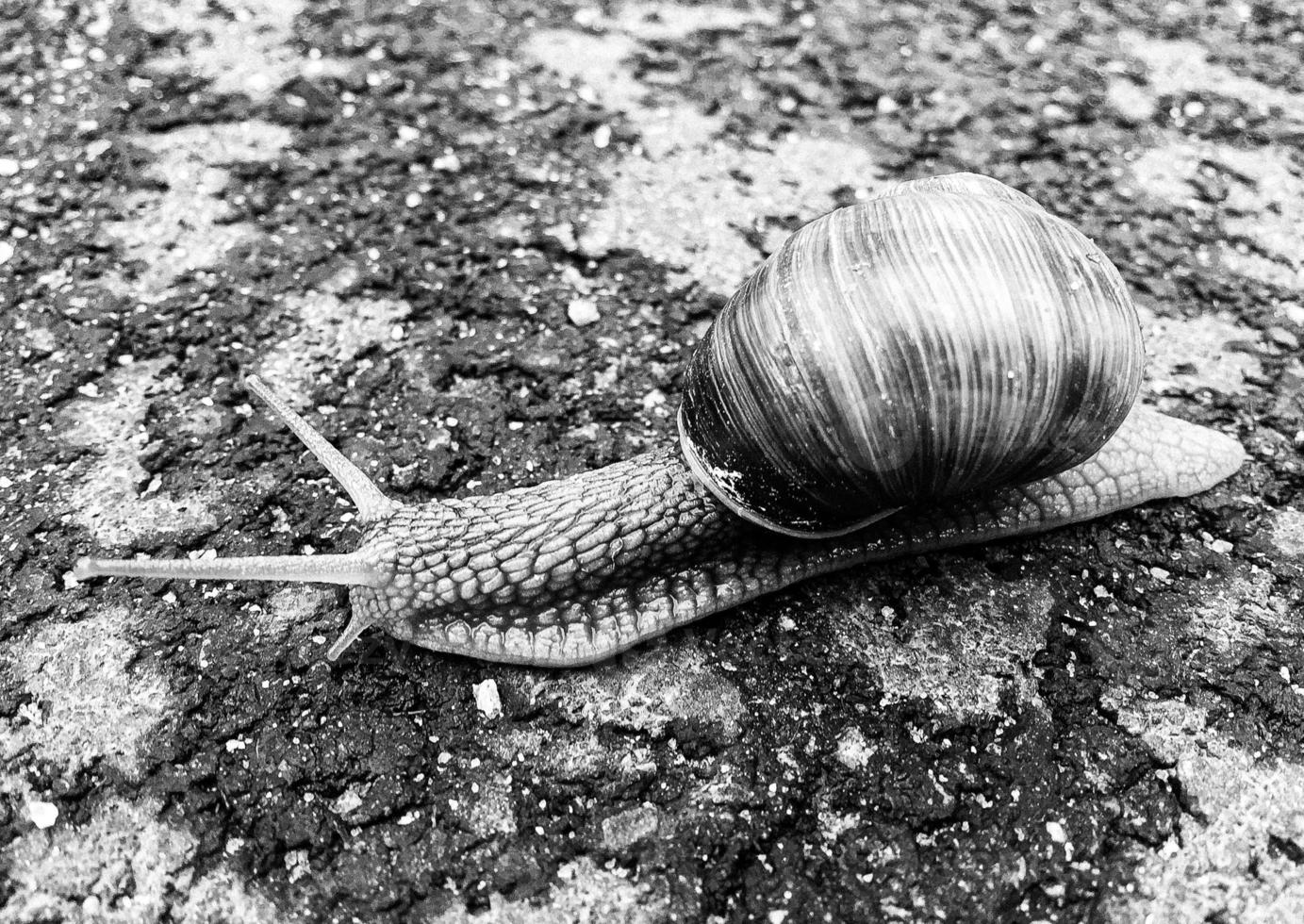 Big garden snail in shell crawling on wet road hurry home photo