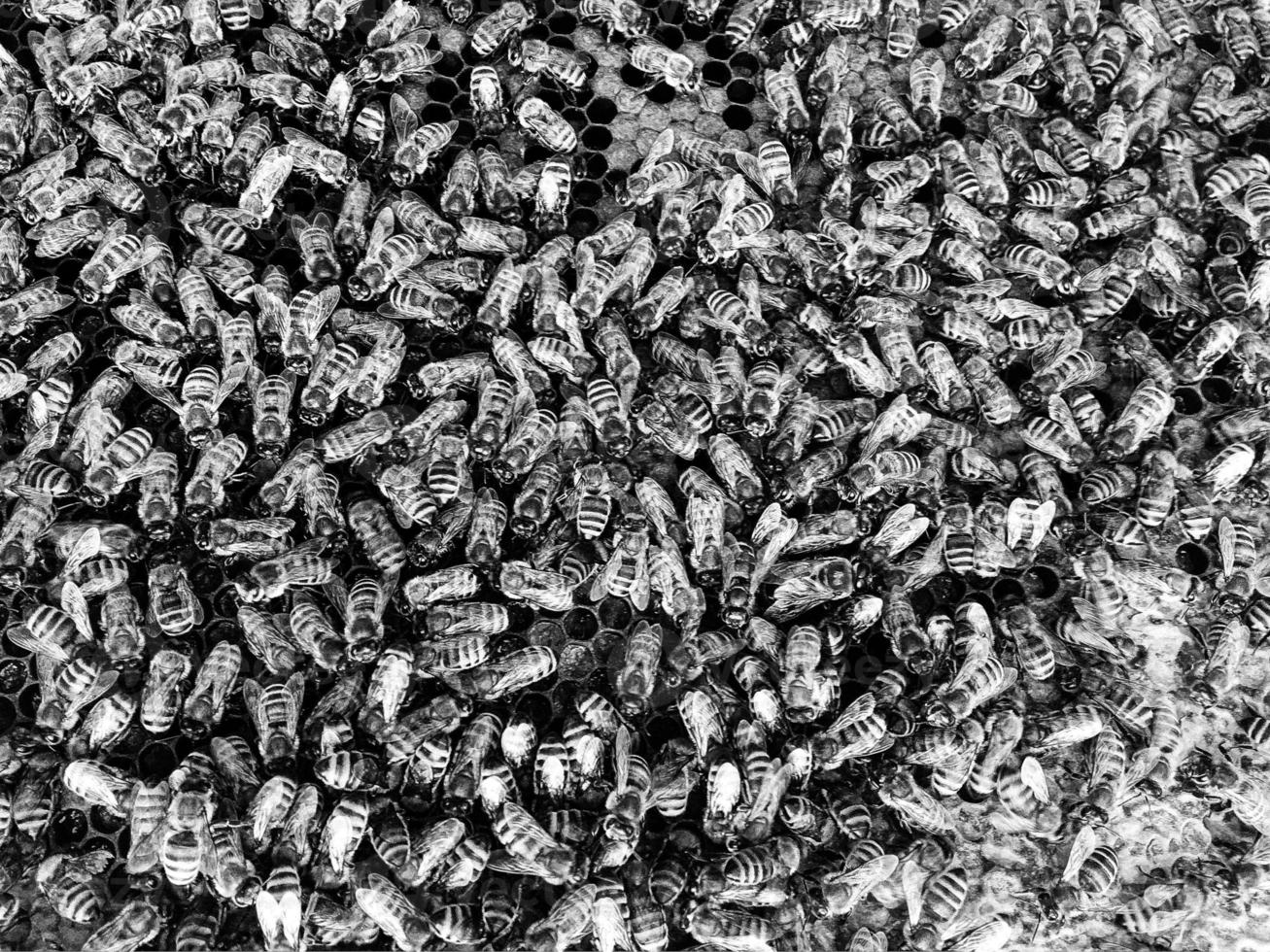 Abstract hexagon structure is honeycomb from bee hive photo