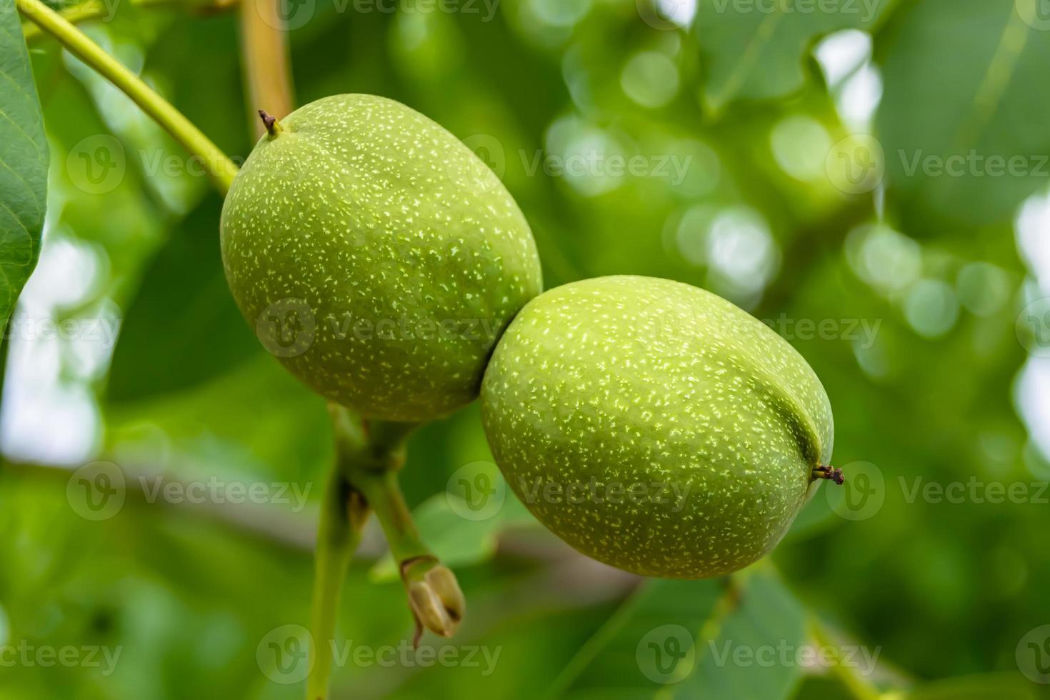Photography on theme beautiful nut branch walnut tree photo