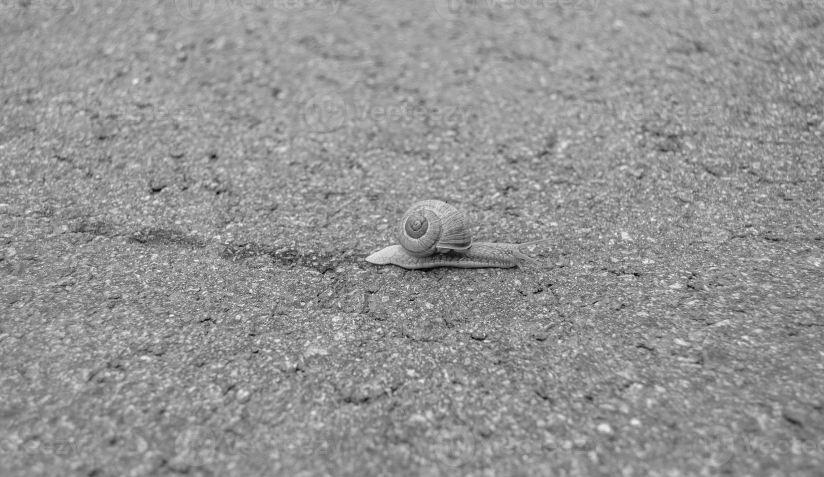 Big garden snail in shell crawling on wet road hurry home photo