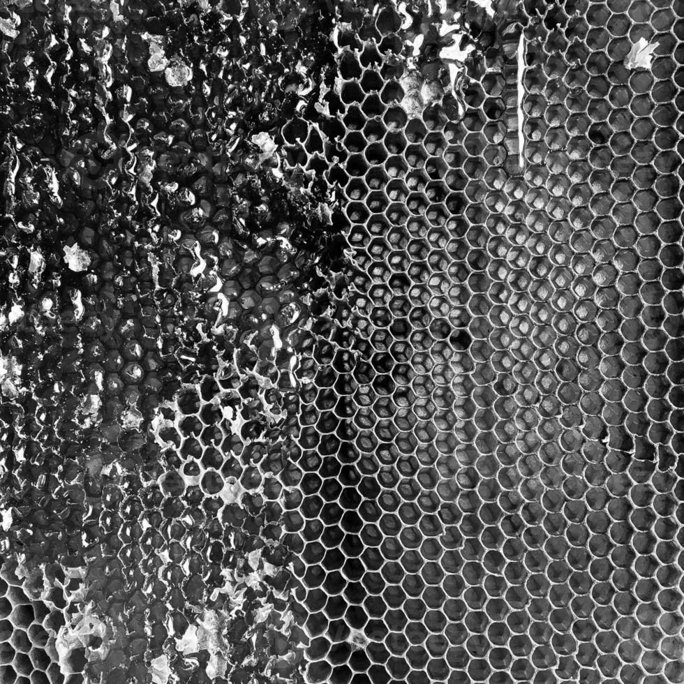 Drop of bee honey drip from hexagonal honeycombs photo