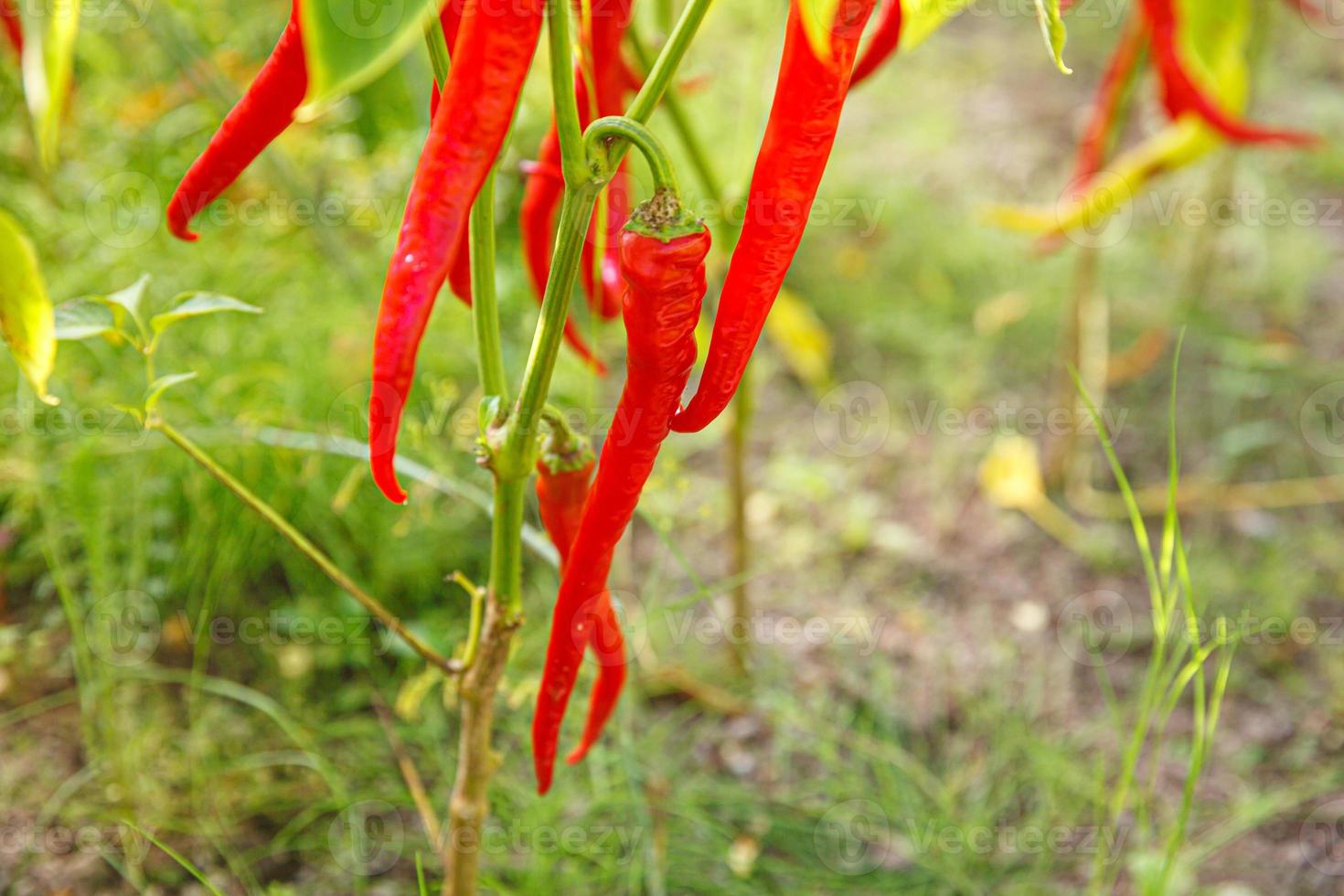 Gardening and agriculture concept. Perfect red fresh ripe organic chili pepper ready to harvesting on branch in garden. Vegan vegetarian home grown food production. Picking hot spicy cayenne pepper. photo