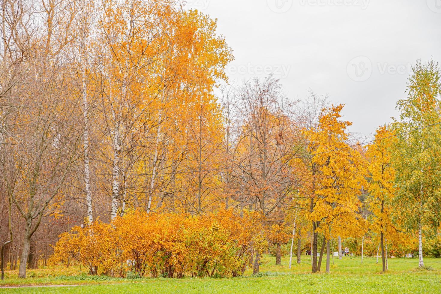 Natural autumn fall view of trees with yellow orange leaf in forest or park. Trees with colorful foliage during autumn season. Inspirational nature in october or september. Change of seasons concept. photo