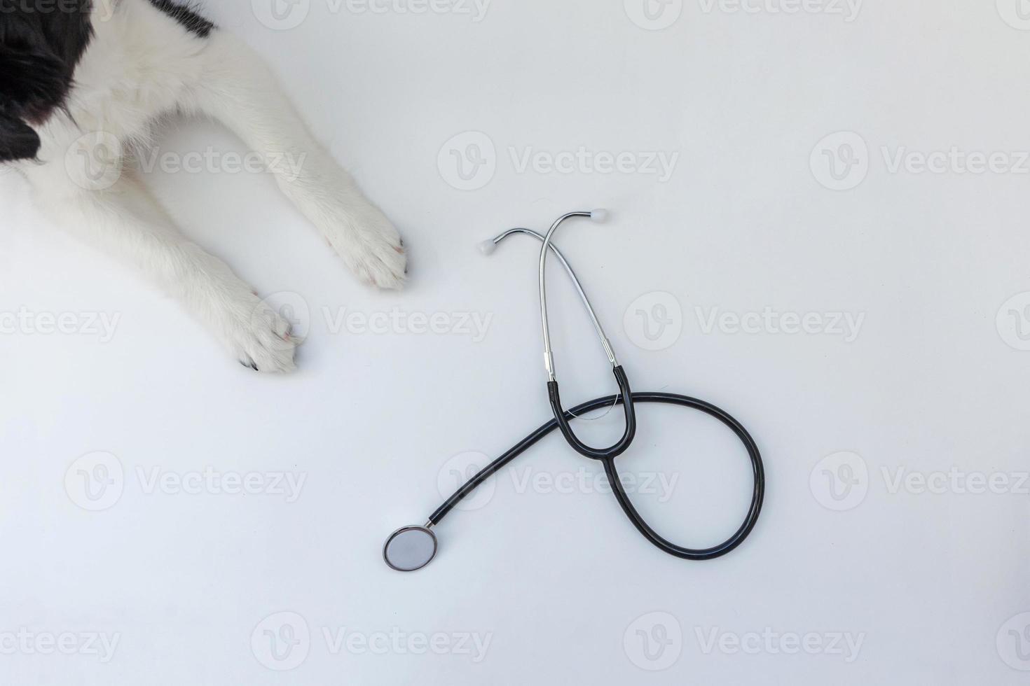 Cachorro de perro border collie patas y estetoscopio aislado sobre fondo blanco. perrito en la recepción del médico veterinario en la clínica veterinaria foto