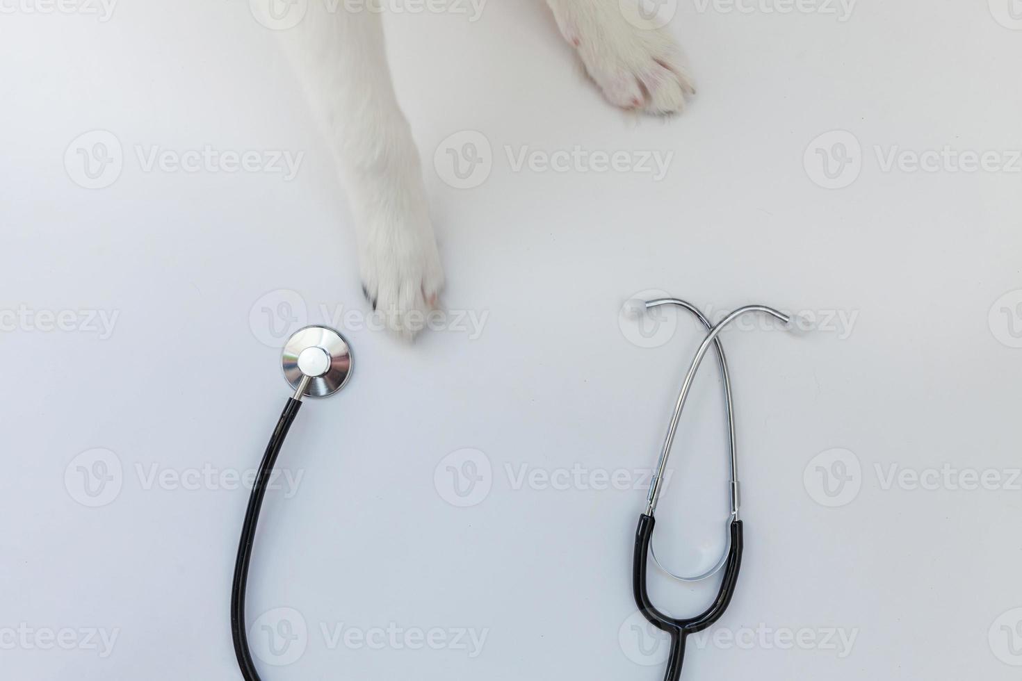 Puppy dog border collie paws and stethoscope isolated on white background. Little dog on reception at veterinary doctor in vet clinic photo