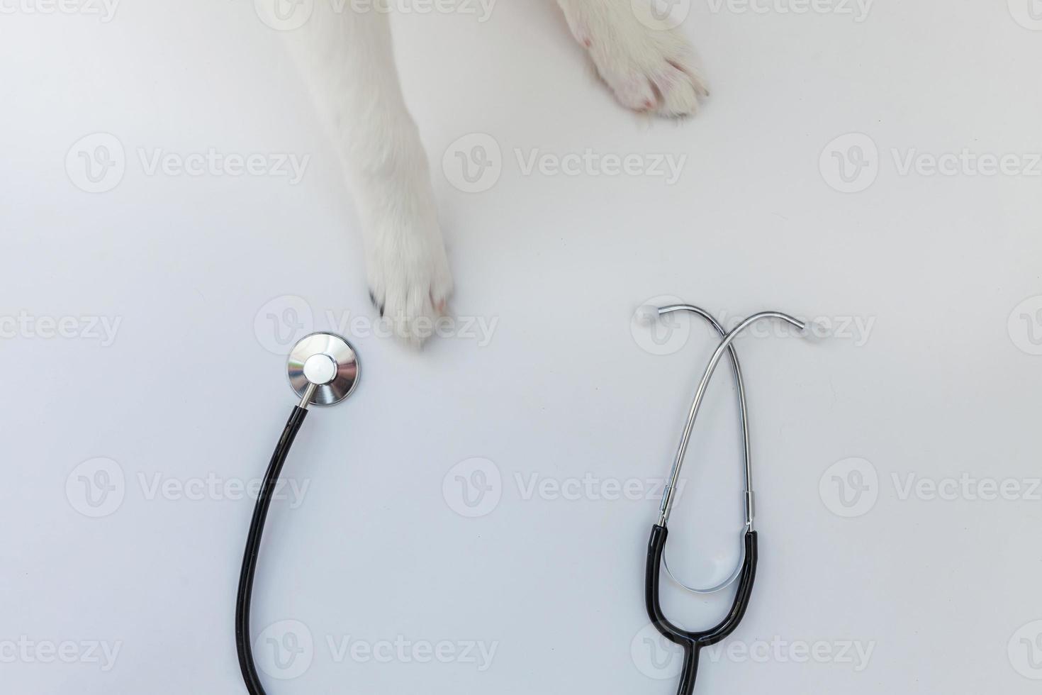 Cachorro de perro border collie patas y estetoscopio aislado sobre fondo blanco. perrito en la recepción del médico veterinario en la clínica veterinaria foto