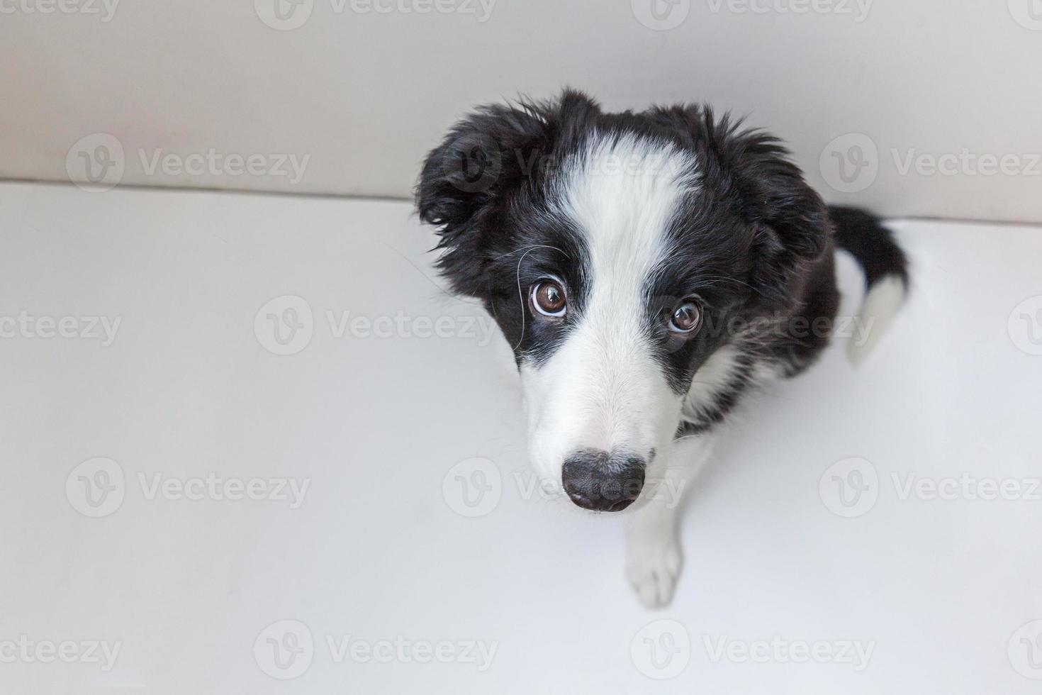 Funny studio portrait of cute smilling puppy dog border collie on white background photo