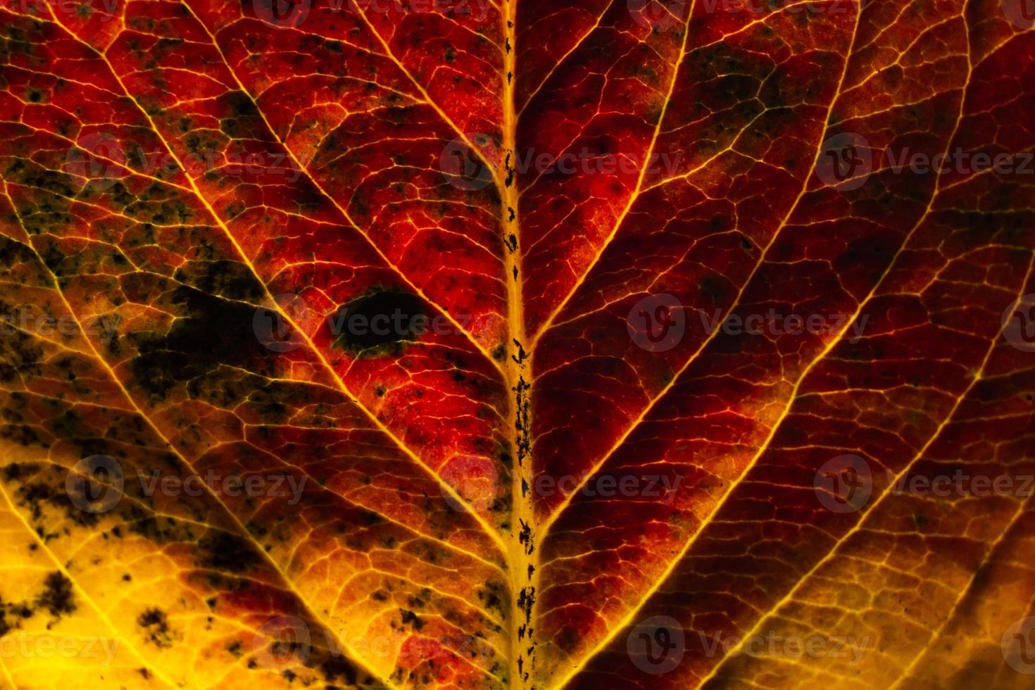 Closeup autumn fall extreme macro texture view of red orange wood sheet tree leaf glow in sun background. Inspirational nature october or september wallpaper. Change of seasons concept. photo