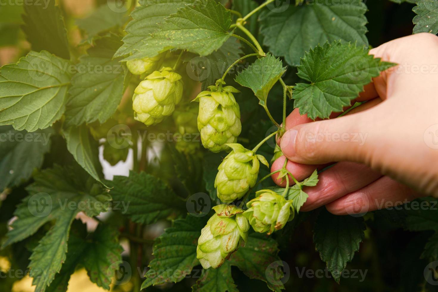 Farming and agriculture concept. Woman farm worker hand picking green fresh ripe organic hop cones for making beer and bread. Fresh hops for brewing production. Hop plant growing in garden or farm. photo