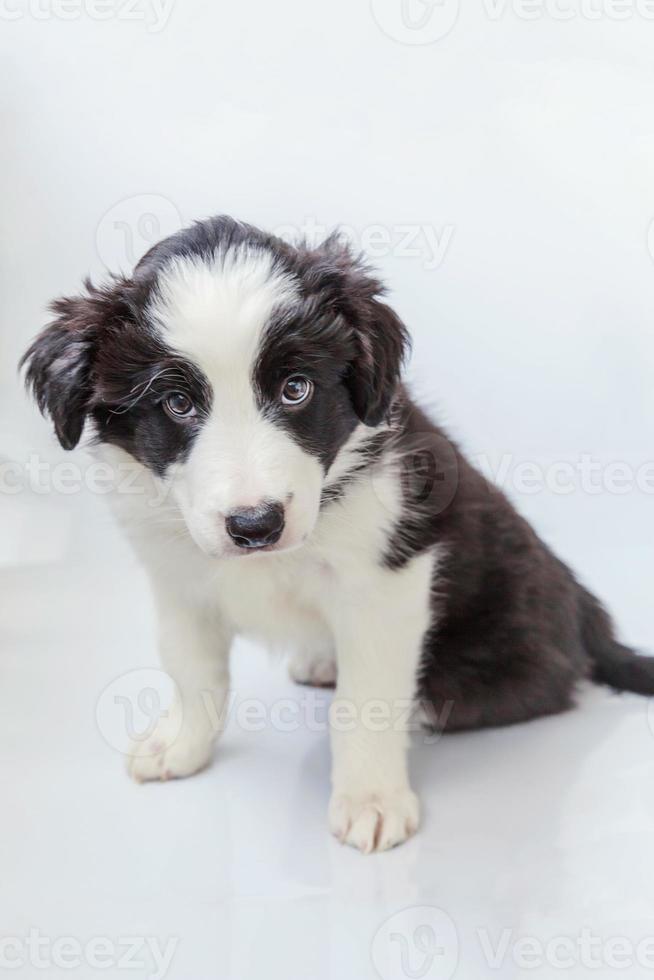 Gracioso retrato de estudio de lindo cachorro smilling border collie sobre fondo blanco. foto