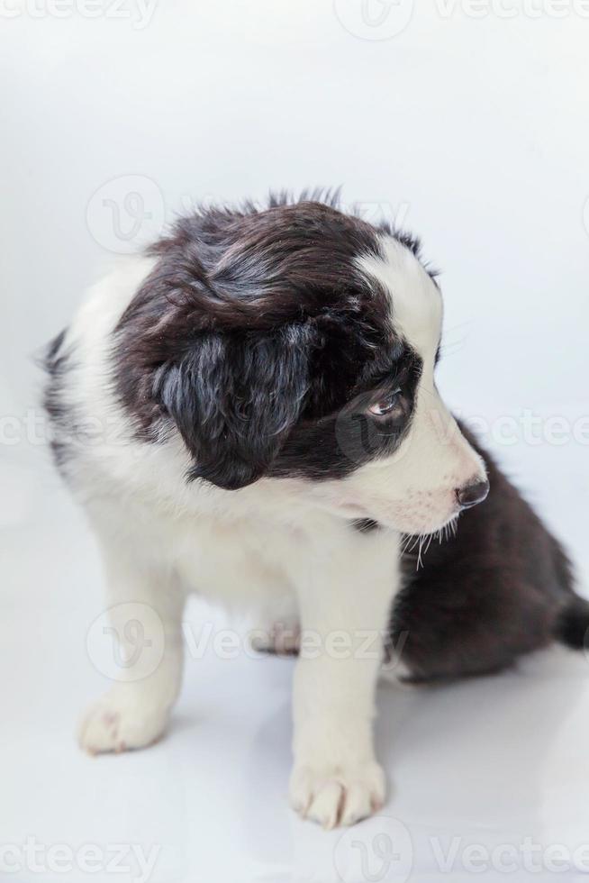 Funny studio portrait of cute smilling puppy dog border collie on white background photo
