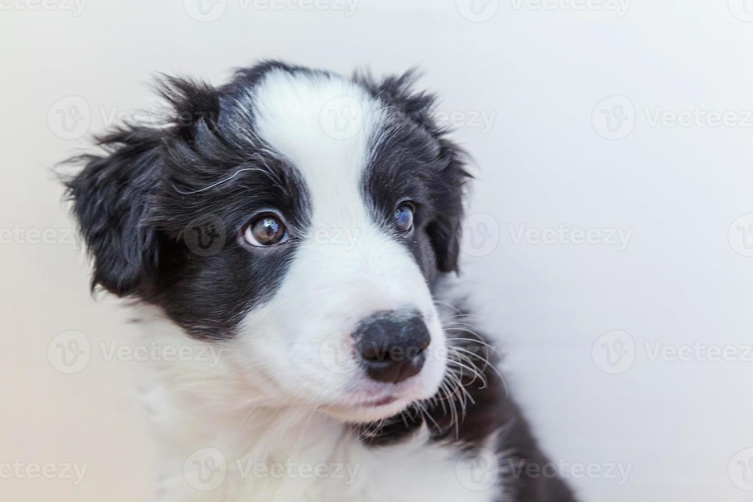 Gracioso retrato de estudio de lindo cachorro smilling border collie sobre fondo blanco. foto