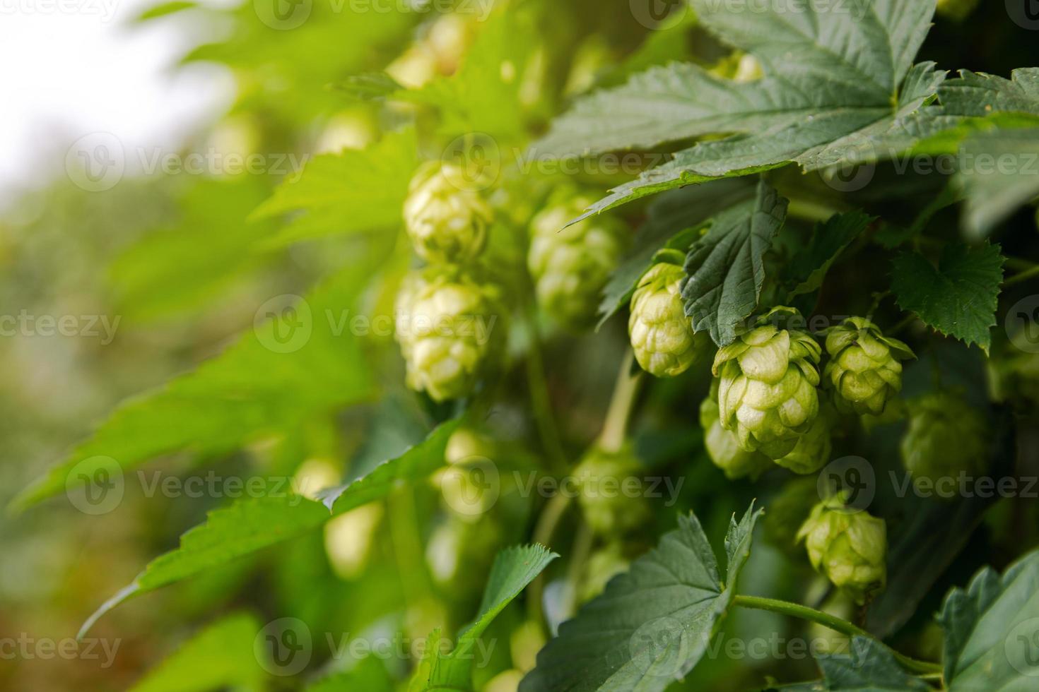 Farming and agriculture concept. Green fresh ripe organic hop cones for making beer and bread, close up. Fresh hops for brewing production. Hop plant growing in garden or farm. photo