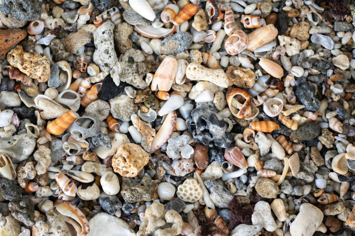 Beautiful Sea Shells photo
