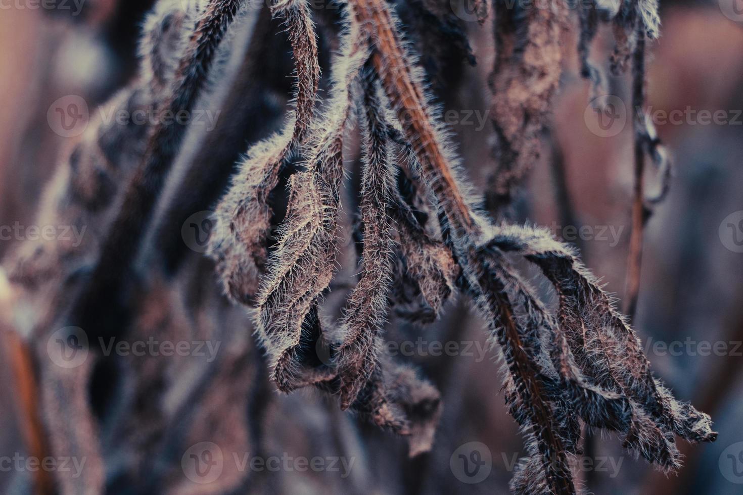 Background from autumn leaves. First frosts. Dry leaves in hoarfrost in early morning. Poster for interior. photo