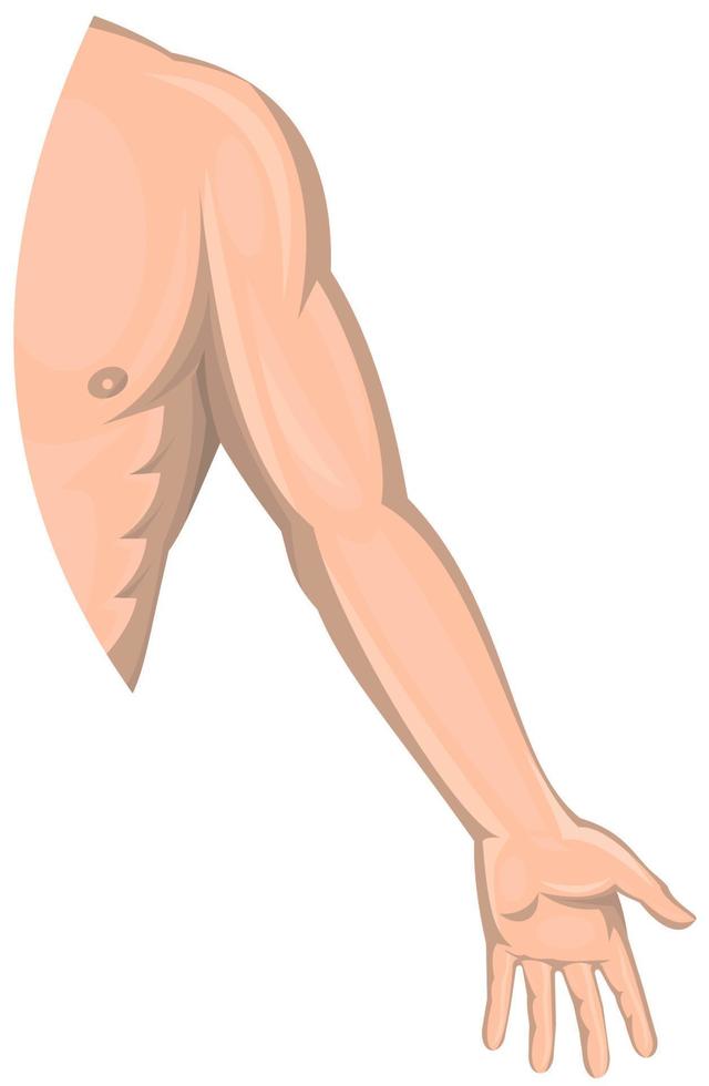 lado izquierdo del brazo masculino humano vector