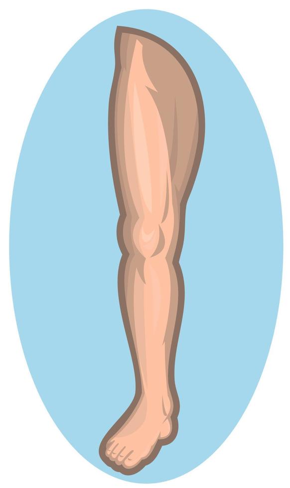 Human leg facing front vector