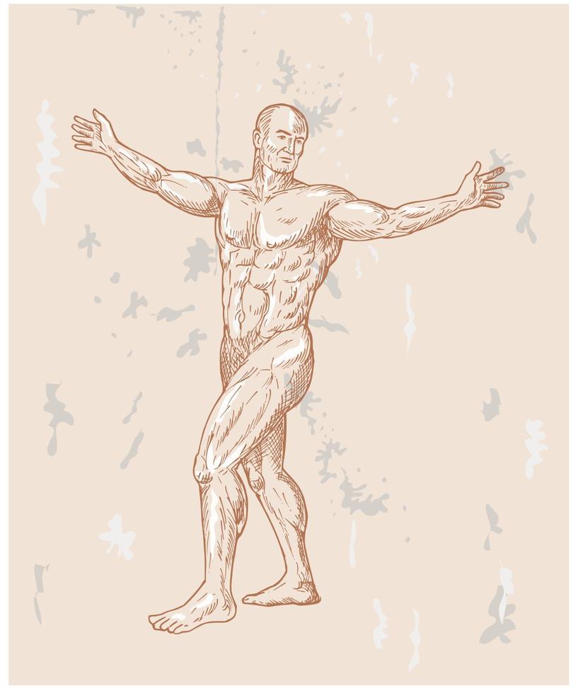 male human anatomy vector