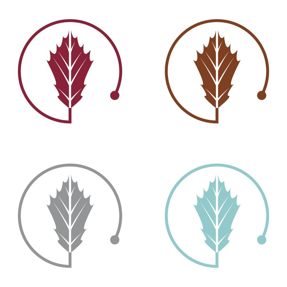 Maple leaf logo Template vector icon illustration design