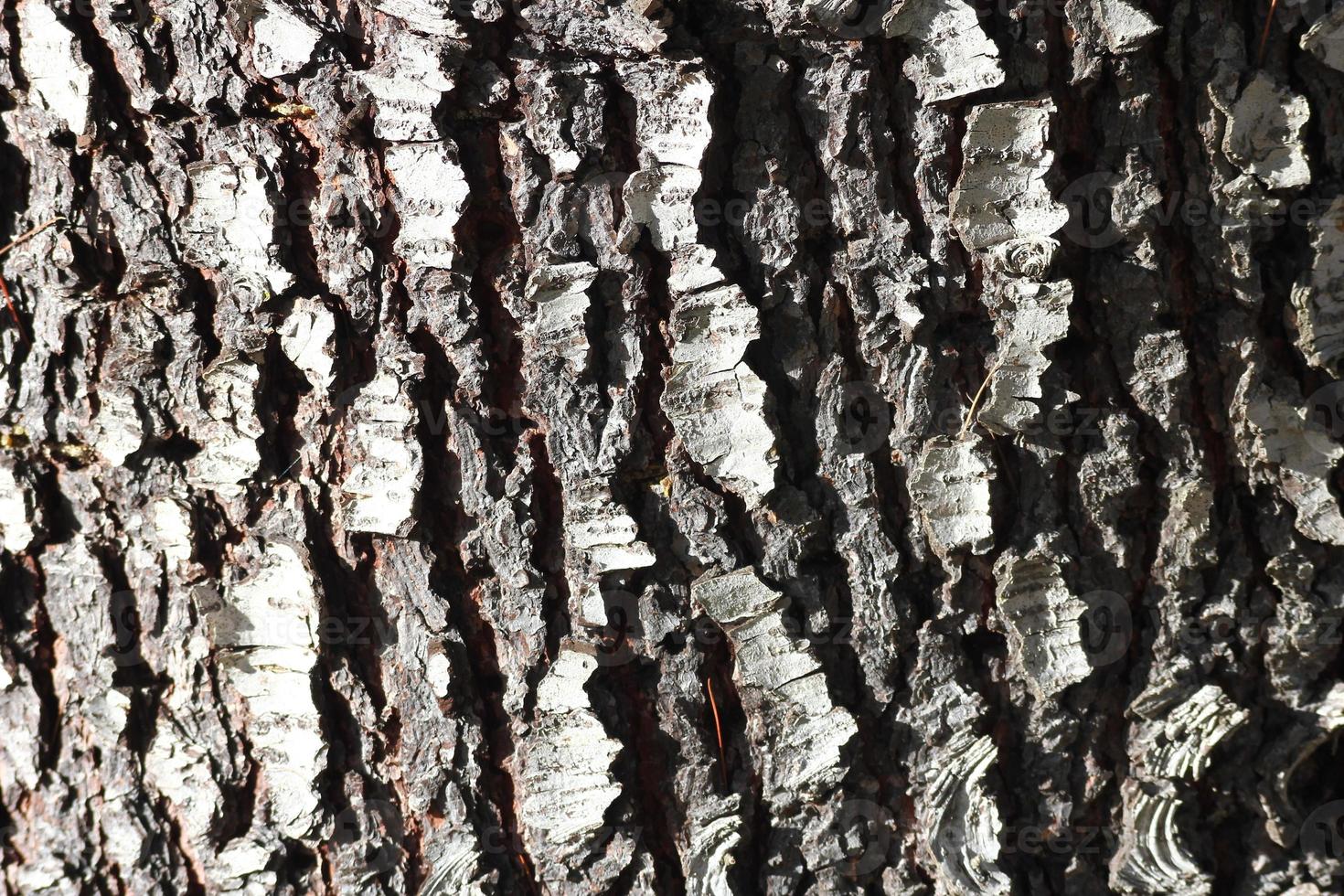 textura de corteza de pinos grandes y hay luz que entra por un lado. foto