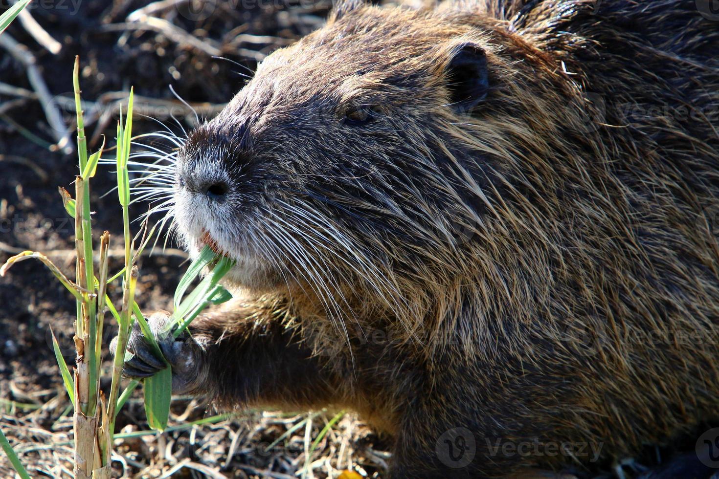 la nutria vive en el lago hula en el norte de israel. foto