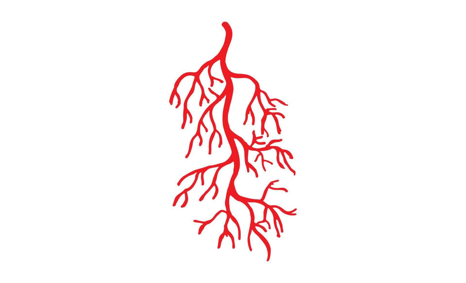 Human Veins and Arteries Illustration vector