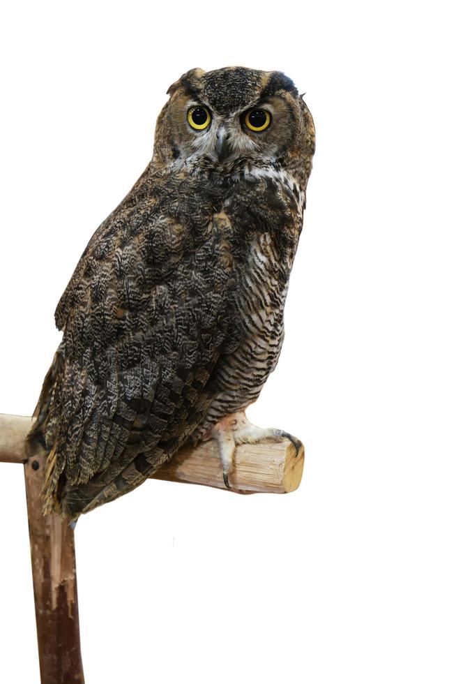 búho de águila euroasiático o bubo bubo, una especie de búho de águila aislado sobre fondo blanco. foto