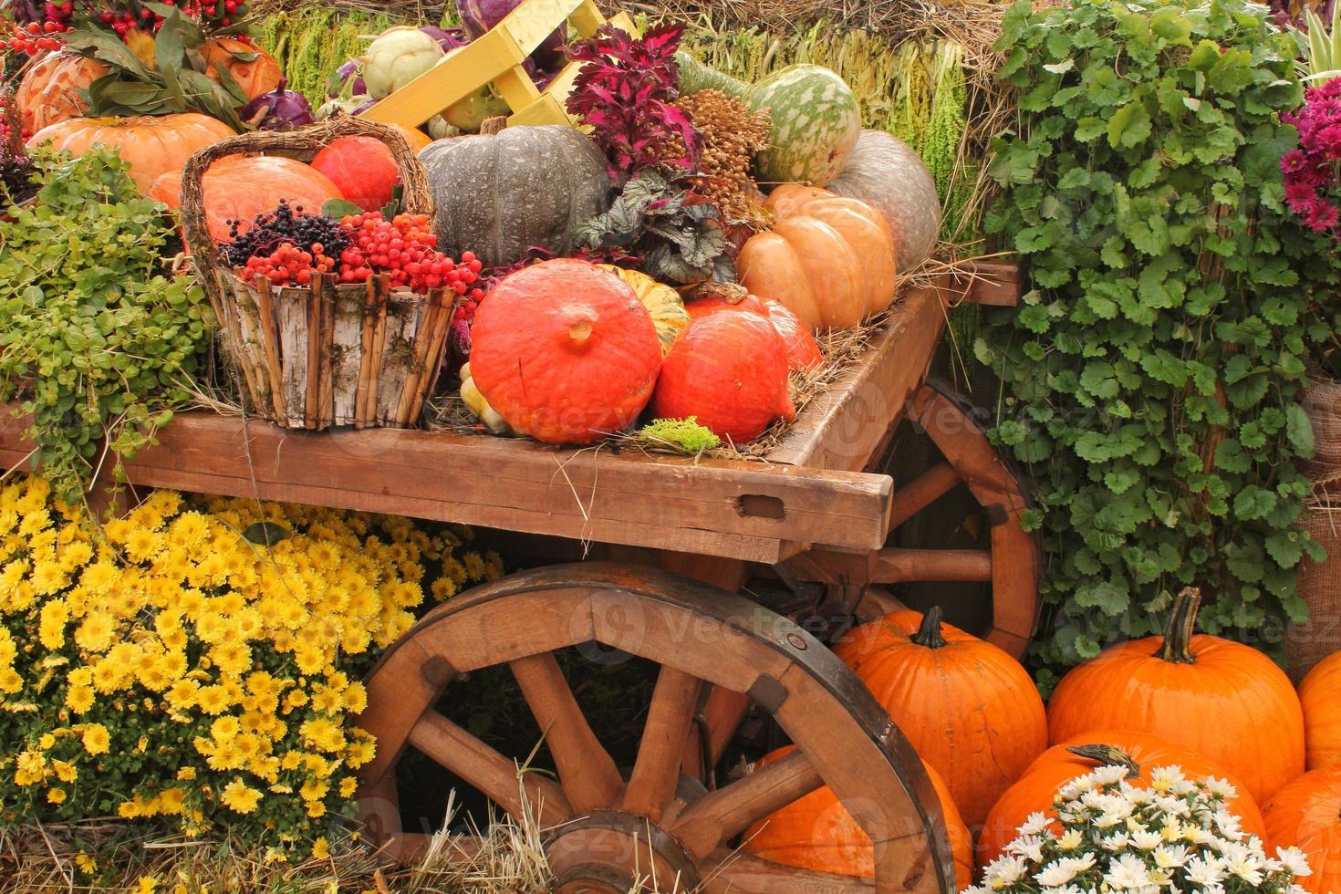 Colourful organic pumpkins and gourds on agricultural fair. Harvesting autumn time concept. Garden fall natural plant. Thanksgiving halloween decor. Festive farm rural background. Vegetarian food. photo