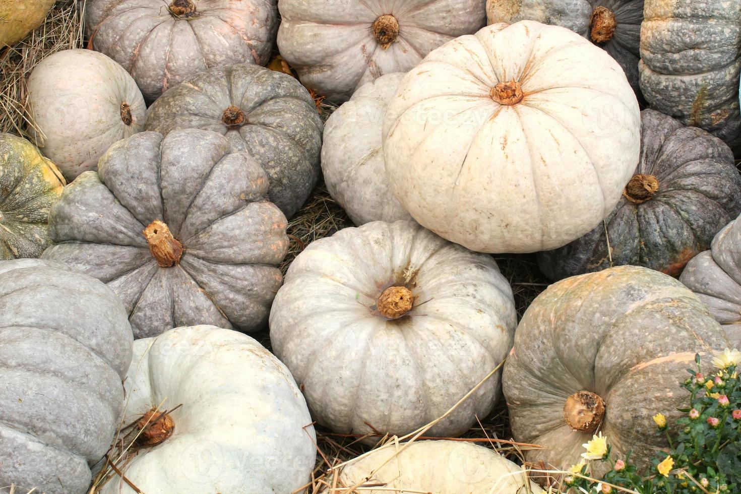 coloridas calabazas orgánicas y calabazas en feria agrícola. cosechando el concepto de tiempo de otoño. jardín otoño planta natural. decoración de halloween de acción de gracias. fondo rural de la granja festiva. comida vegetariana. foto