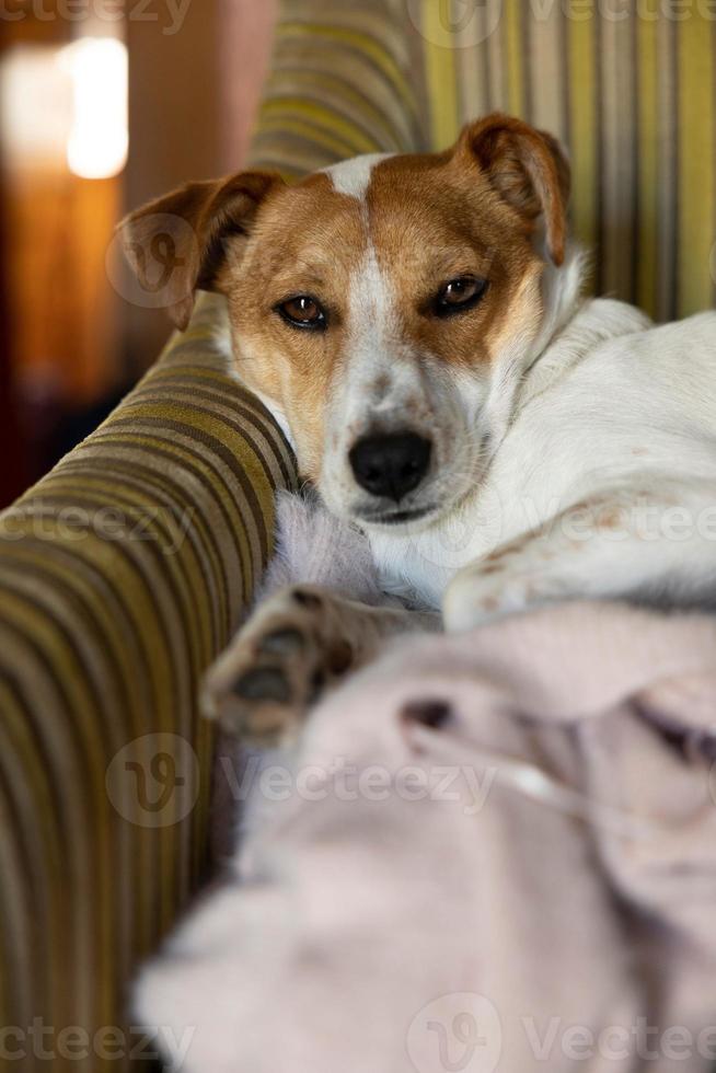 Vertical shot of a Jack Russell Terrier lying down on the sofa photo