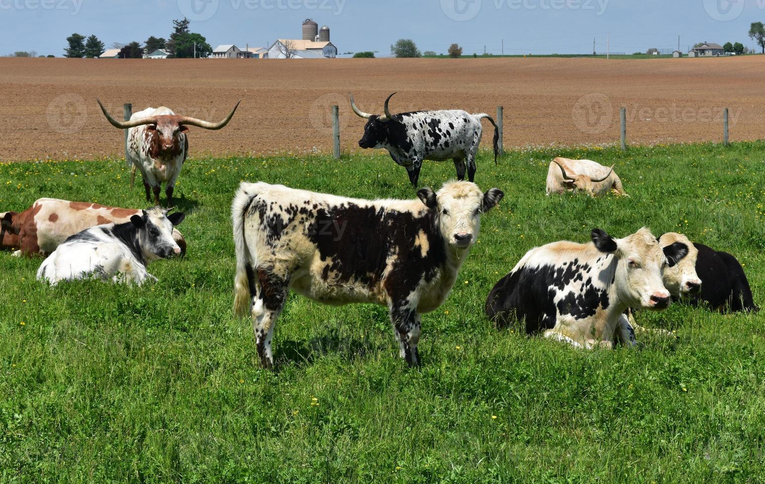 Group of Spotted Cows and Livestock in a Field. photo