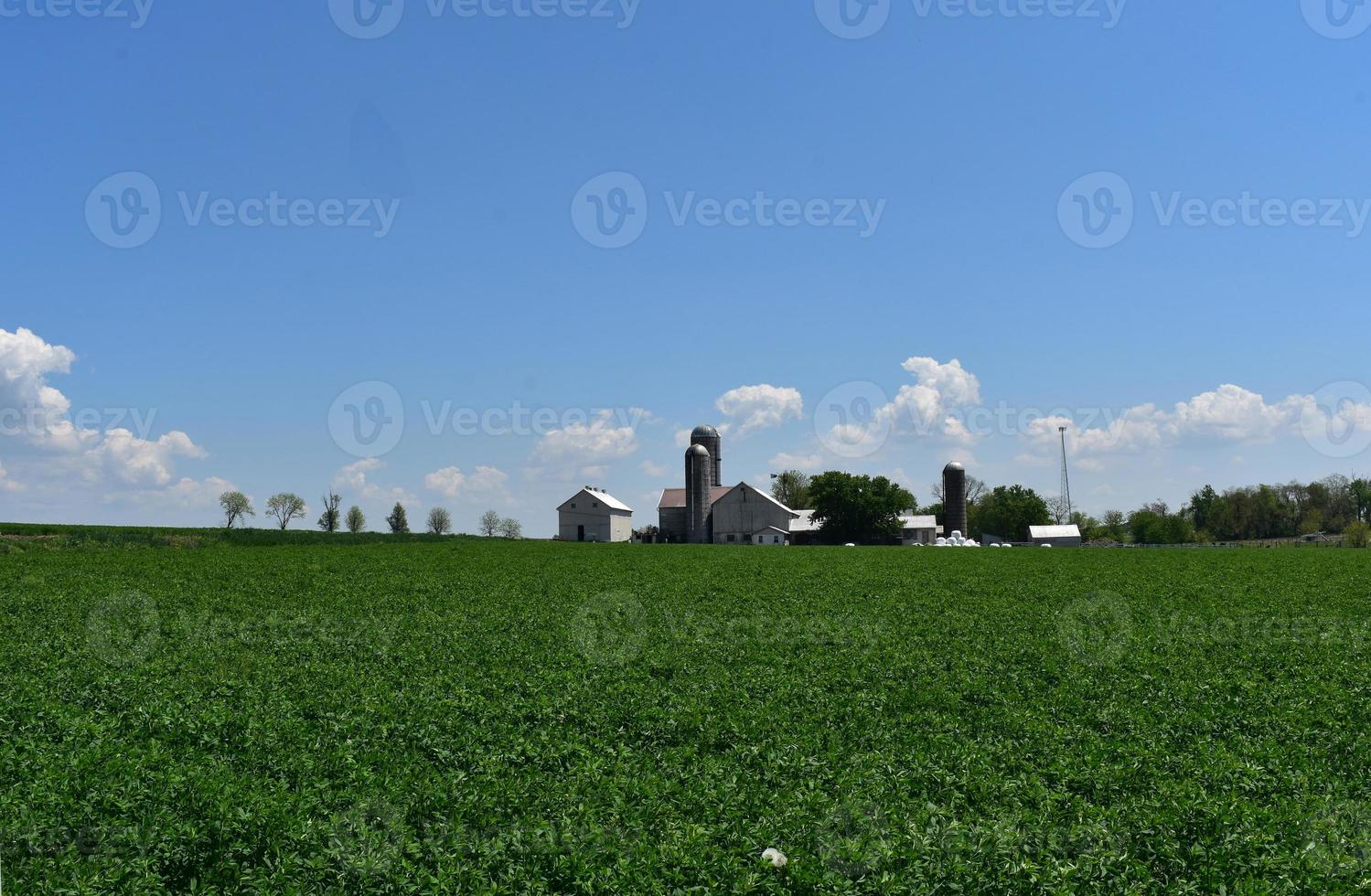 espesa vegetación que crece en un campo agrícola en un día de primavera foto