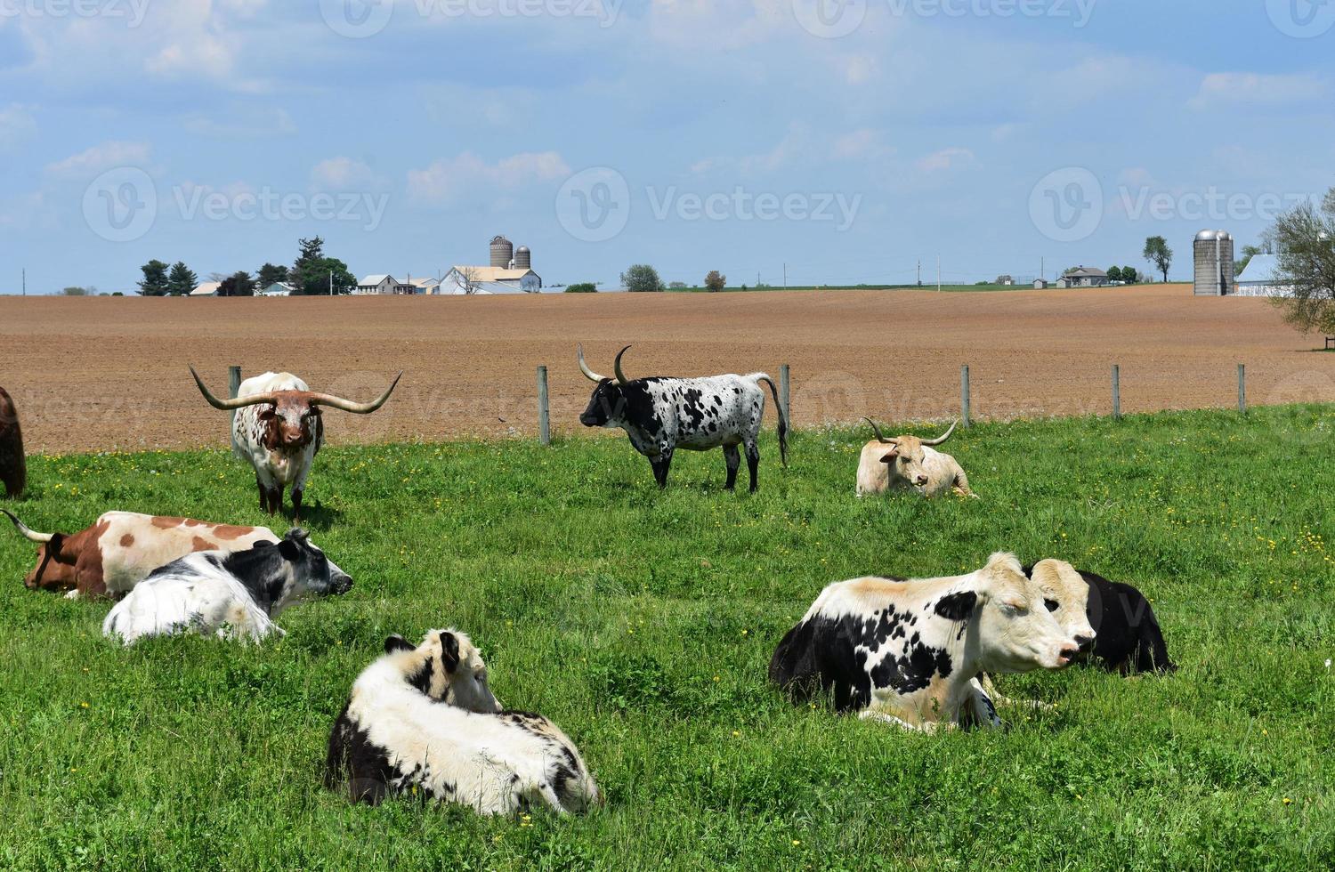granja de ganado en el condado de lancaster, pennsylvanica en un día de primavera foto